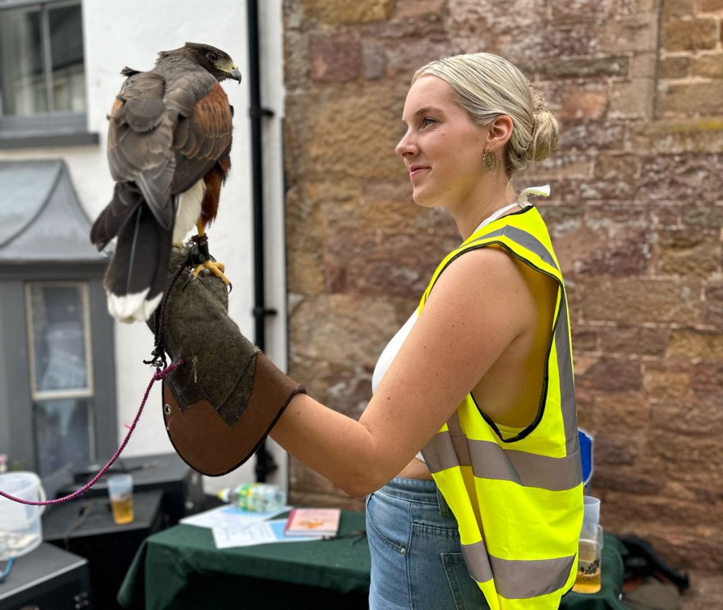 North Devon Hawk Walks Bird of Prey at Hatherleigh Festival