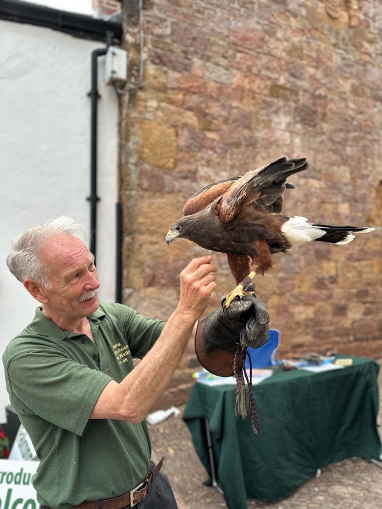 North Devon Hawk Walks Bird of Prey at Hatherleigh Festival
